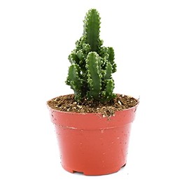 Live Cactus Plant – Fully Rooted 4-Inch Cactus Plant (Cereus Paolina)