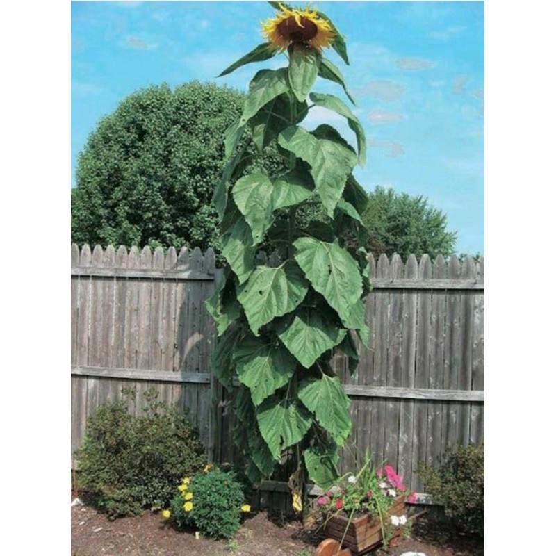 Sunflower 15 Mongolian GIANT Sunflower SEEDS Ready To Plant Now