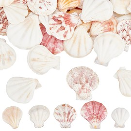 SOFPLATE 40Pcs Scallop Shell Decoration Natural Seashell Decor Small 1.42 to 1.5in Undrilled Summer Ocean Themed Beach Animals No Hole Bead Decor for DIY Wedding Home Beach Theme Party Vase Fish Tank