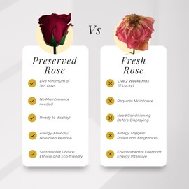 Eternal Blossom Preserved Real Infinity Rose Makeup Box | Lasts Over A Year With Beautiful Gift Box (Rouge Red)
