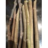 Tree peter honey fig tree cutting for sale