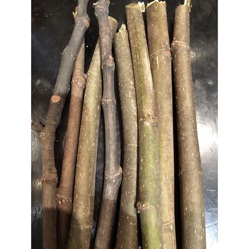 Tree peter honey fig tree cutting for sale