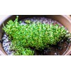 Chia Seeds for Planting, 1000+ Seeds Per Packet,Herb/Flower, (Isla's Garden