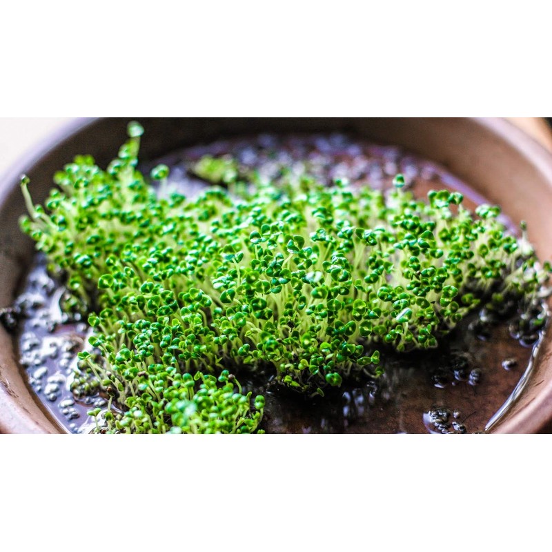 Chia Seeds for Planting, 1000+ Seeds Per Packet,Herb/Flower, (Isla's Garden