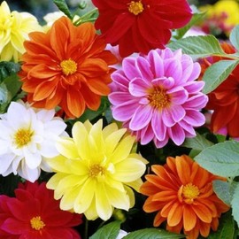 500+ Dahlia Unwin Bedding Flower Seeds for Planting Annual Dahlia Flower Seeds Garden Outdoor