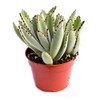 Live Panda Plant Succulent – Kalanchoe Tomentosa Succulent - Fully
