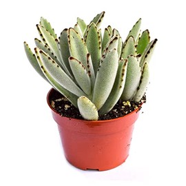 Live Panda Plant Succulent – Kalanchoe Tomentosa Succulent - Fully Rooted 4-Inch Panda Plant Succulent