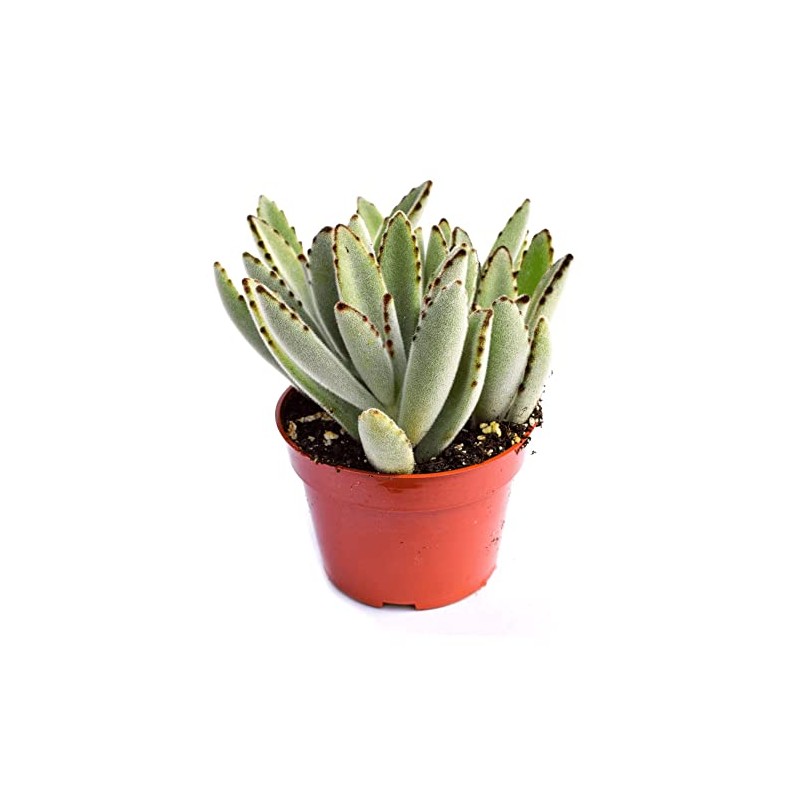 Live Panda Plant Succulent – Kalanchoe Tomentosa Succulent - Fully