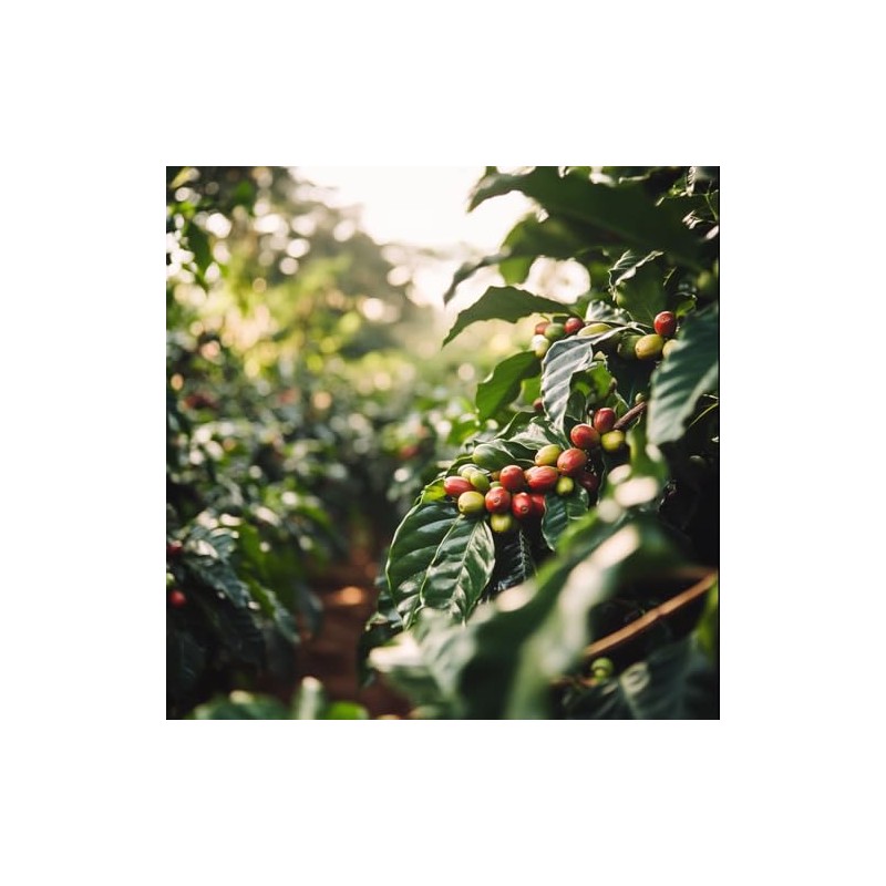 Coffee Bean Direct Unroasted Costa Rican Tarrazu, 5 Pound (Pack