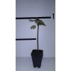 Tree Brandywine Maple 2.5 inch pot