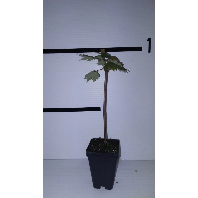 Tree Brandywine Maple 2.5 inch pot
