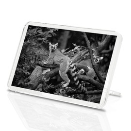 1 x Fridge Magnet - Tailed Lemur Madagascar #35424