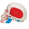 3B Scientific Classic Skull, Painted, 3-Part