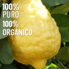 OLEUM VITAE Aceite Esencial de Bergamota Citrus Bergamia 100% Puro