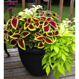 Coleus Blumei Mix Seeds Annual Flowers Beautiful for Planting Non GMO 100 Seeds