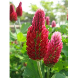 TomorrowSeeds - Crimson Clover Seeds - 1/2 Pound - for 2026 Planting USA Garden Flower Italian Blood Red Clovers Winter Annual Cover Crop Non-GMO Heirloom Grow Your Own Home Farm Patio Healthy