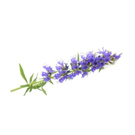 Biokoma Biokoma Pure and Organic Hyssop Dried Herb 50g (1.76oz) in Resealable Moisture Proof Pouch, USDA Certified Organic - Herbal Tea, No Additives, No Preservatives, No GMO, Kosher