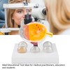 Enlarged Human Eye Anatomical Model Accurate Shows Optic Nerves Cornea