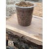 American Pure Black Walnut FINE SAWDUST - 3 Quarts /