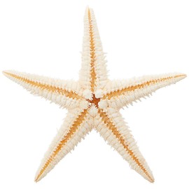 Tokyodo FD005064-zzz Dried Flowers, Starfish, Approx. 1.2 - 2.4 inches (3.0 - 6.0 cm), 20 Packs