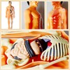 SUQ Science Can Human Body Model for Kids, Human Torso