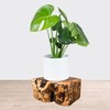 THY COLLECTIBLES Natural Tree Trunk Stump Stool with Live Edge