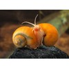 Supreme Freshwater Aquatic Snail Food Mix with Calcium,Bug Sticks,Krill,Spirulina &