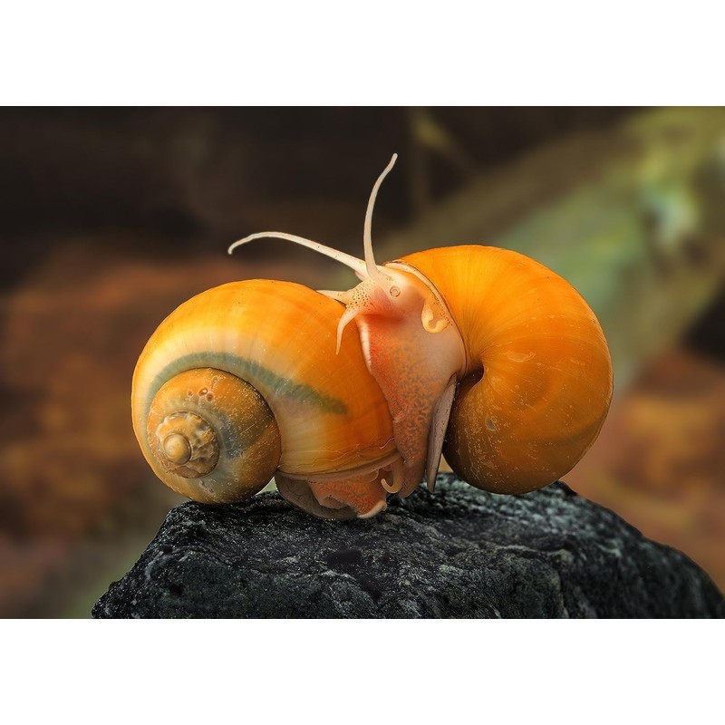 Supreme Freshwater Aquatic Snail Food Mix with Calcium,Bug Sticks,Krill,Spirulina &