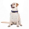Collares de perro con hebilla ajustable para perros lindos, collar