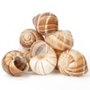 Cavair Line Escargot Snails Empty Giant Shells - 24 pcs