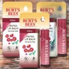 Burt's Bees Proof Smooth Tinted Lip Balm Daisy 3pcs 4.25g / 버츠비 프루프 스무스 틴티드 립 밤 데이지 3개 4.25g