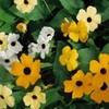 Outsidepride Sunrise Mix Thunbergia Black Eyed Susan Seeds - 100