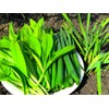 Wild Garlic Ramsons Buckrams Wild Onion 40 Non-GMO Seeds for