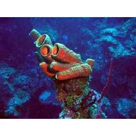 Pure Spongilla Spicule powder (1 gram)