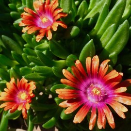 Fresh Iceplant Daisy Seeds 250+ Seeds Daisy Flower, Flower Seeds, Annual Seeds, - Style 8