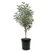 Granny Smith Apple Tree, Premier Size, Fruits 2 Years Faster,