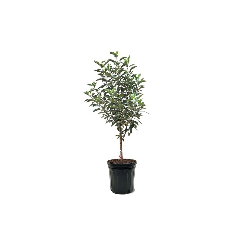 Granny Smith Apple Tree, Premier Size, Fruits 2 Years Faster,
