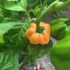 Tyler Farms 10+ Bahamian Goat Pepper Seeds | Rare, exotic