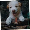 Sosoport Pet Safety Bell Dog Trainer Collar Mini Cowbells for