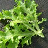 Tango Lettuce Seed - 1/4 LB Bulk ~100,000 Seeds -