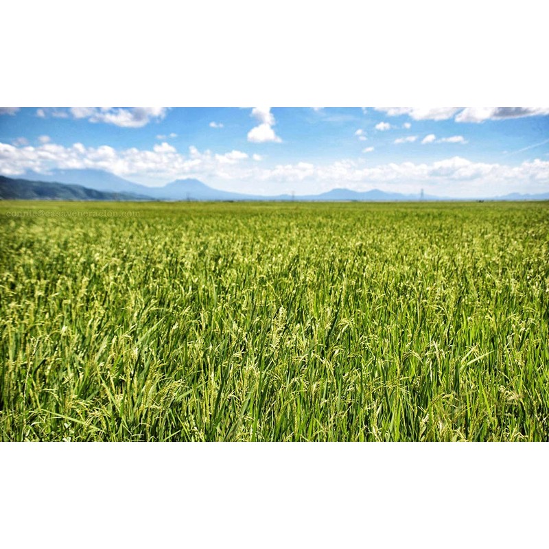 Rice n Shine Meal Replacement - 30 Day Supply -