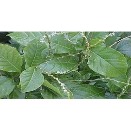 Anamu Full Plant with Roots/Planta de Anamu con Raiz.(We Suggest, Do not Choose Standard Shipping Because You Will Receive The Plant Dry, Died or Broken)