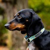 Tella & Stella - Dog Collar for Small Dog -