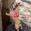 Vest Harness Merino Curli Clasp Red M