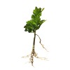 FixtureDisplays Rose Of Sharon Hibiscus Organic Live Plant w/ Roots