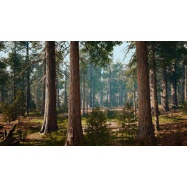 Tree 10 Giant Sequoia Trees - California Redwood -  Potted - 8"-12" Tall Seedlings