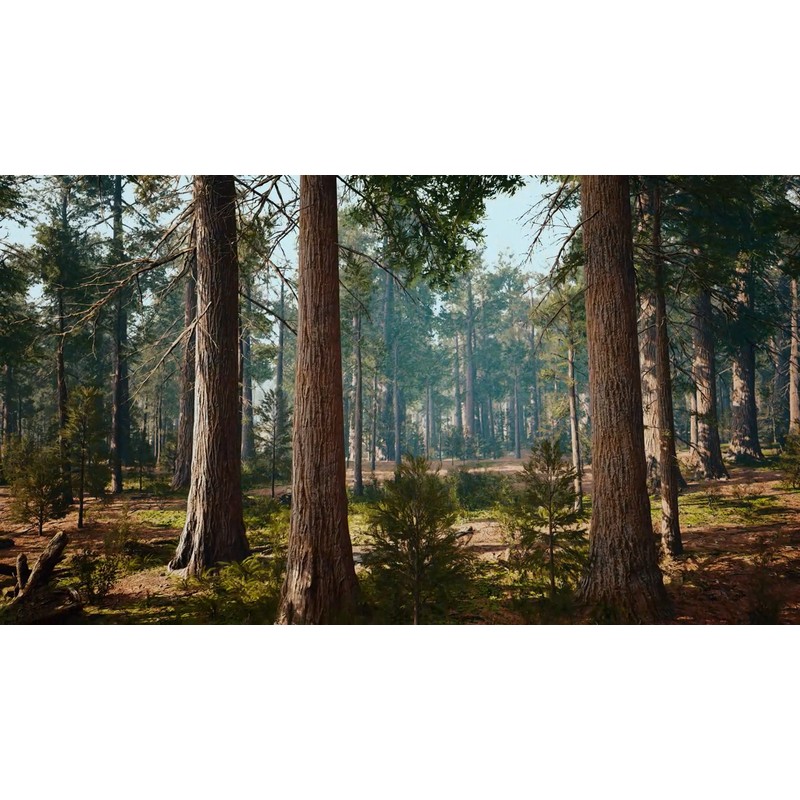 Tree 10 Giant Sequoia Trees - California Redwood - Potted