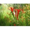 Buy Rare Seeds Anisacanthus quadrifidus | Hummingbird | Flame Acanthus