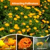 Groundio Calendula Seeds Pacific Beauty Mix, 3000+ Calendula Officinalis Seeds,