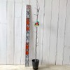 Apple Seedling, Alpine Maiden, 4.7 inches (12 cm) Pot Seedling,